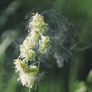 Plant releasing pollen into the air